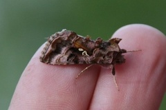 Fiolettbrunt metallfly (Autographa pulchrina)