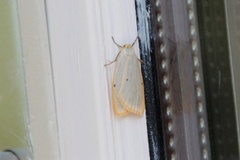 Toprikket lavspinner (Cybosia mesomella)