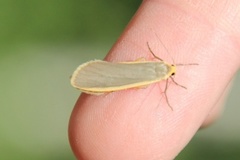 Blygrå lavspinner (Eilema lurideola)