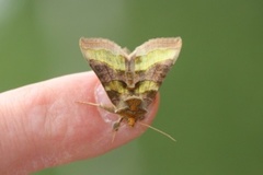 Større båndmetallfly (Diachrysia chrysitis)