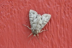 Grått hakefly (Polia nebulosa)