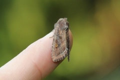 Hagelundfly (Lacanobia oleracea)