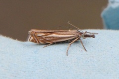 Smalstreknebbmott (Crambus lathoniellus)