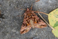 Fiolettbrunt metallfly (Autographa pulchrina)