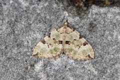 Svartflekket olivenmåler (Colostygia pectinataria)