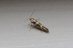 Oreblomstmøll (Argyresthia goedartella)