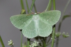 Kjempebladmåler (Geometra papilionaria)