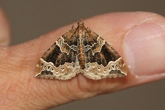 Hagebærmåler (Eulithis prunata)