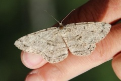 Kjempebarkmåler (Hypomecis roboraria)