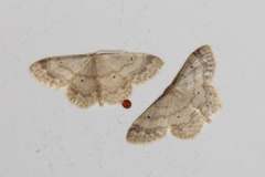 Randengmåler (Idaea biselata)