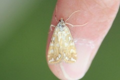 Flekkdammott (Elophila nymphaeata)