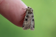 Triangelbakkefly (Xestia triangulum)