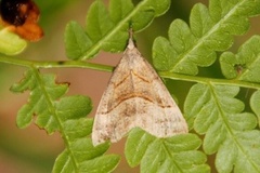 Neslenebbfly (Hypena proboscidalis)