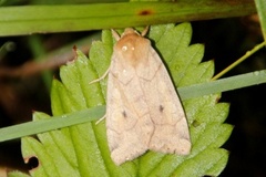 Vinkelfly (Enargia paleacea)