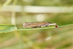 Blek nebbmott (Agriphila straminella)