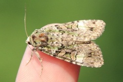 Grønt skogfly (Anaplectoides prasina)