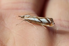 Treflekket nebbmott (Catoptria permutatella)