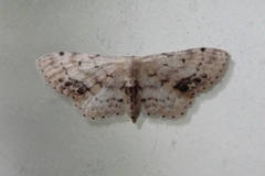 Flekkengmåler (Idaea dimidiata)