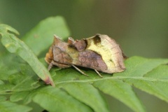 Større båndmetallfly (Diachrysia chrysitis)