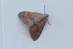 Fjærbarmåler (Pennithera firmata)