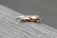 Treflekket nebbmott (Catoptria permutatellus)