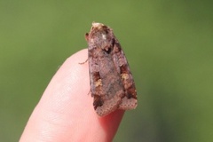 Rødfrynset teglfly (Diarsia brunnea)