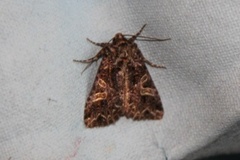 Fiolett nellikfly (Sideridis rivularis)