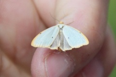 Toprikket lavspinner (Cybosia mesomella)