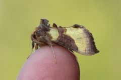 Større båndmetallfly (Diachrysia chrysitis)