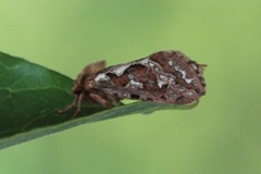 Bregneroteter (Korscheltellus fusconebulosa)