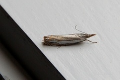 Smalstreknebbmott (Crambus lathoniellus)