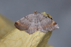 Furubuemåler (Macaria liturata)