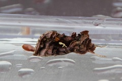 Fiolettbrunt metallfly (Autographa pulchrina)