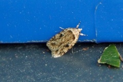 Agonopterix arenella