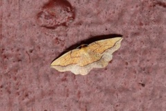 Seljebrannmåler (Epione repandaria)