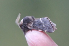 Høstspinner (Poecilocampa populi)