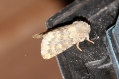 Tempelfly (Dasypolia templi)