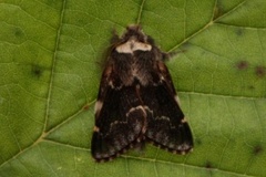 Høstspinner (Poecilocampa populi)