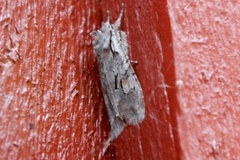 Gaffelkappefly (Lithophane furcifera)