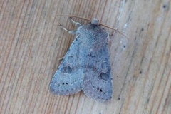 Plettseljefly (Orthosia populeti)