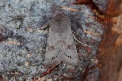 Plettseljefly (Orthosia populeti)