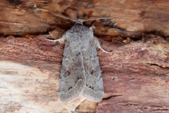 Plettseljefly (Orthosia populeti)