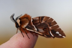 Vårspinner (Endromis versicolora)