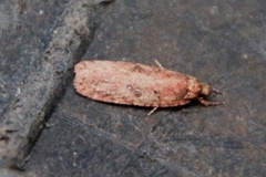 Agonopterix ciliella/heracliana