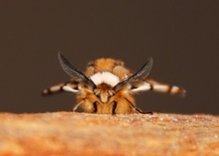 Vårspinner (Endromis versicolora)