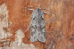 Gaffelkappefly (Lithophane furcifera)