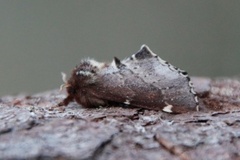 Brun vårtannspinner (Odontosia carmelita)