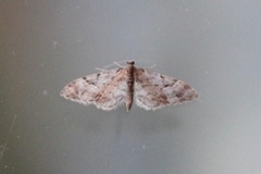 Spissvingedvergmåler (Eupithecia lanceata)