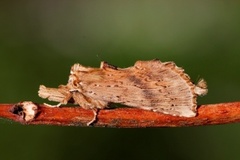 Nebbspinner (Pterostoma palpina)