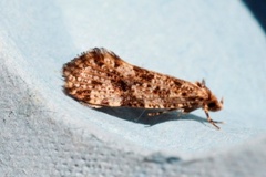 Nettkjukemøll (Montescardia tessulatellus)